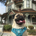 Pet-Friendly Hotels in Los Angeles County, CA: A Guide for Pet Owners