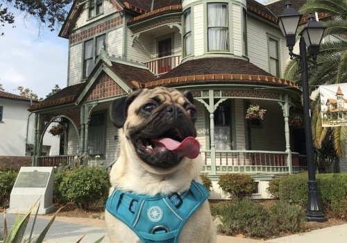 Pet-Friendly Hotels in Los Angeles County, CA: A Guide for Pet Owners